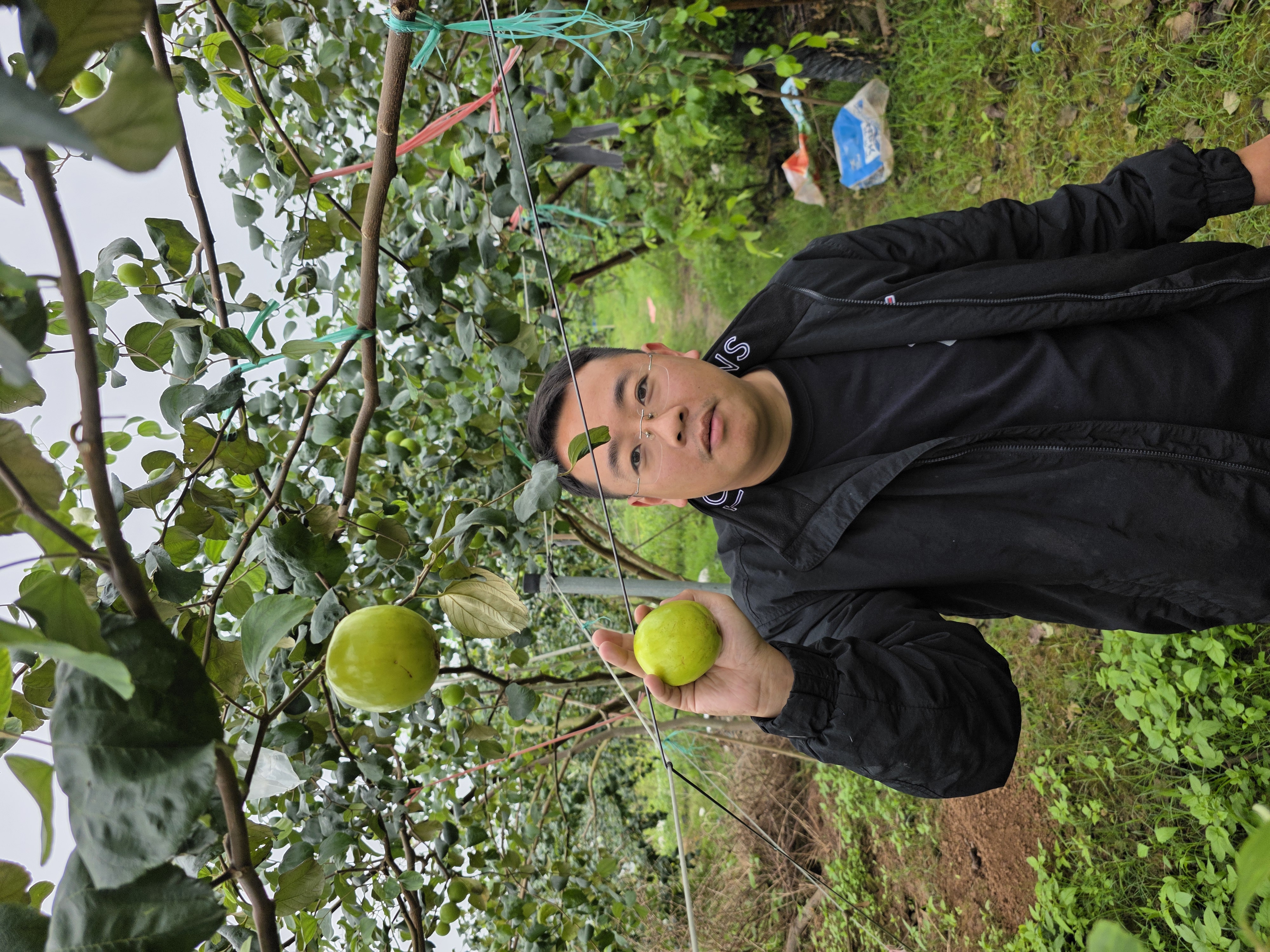 Táo vua tuyết 16 ghép cành cao 30-40cm TVT-01 CALATA_thumbnail_2