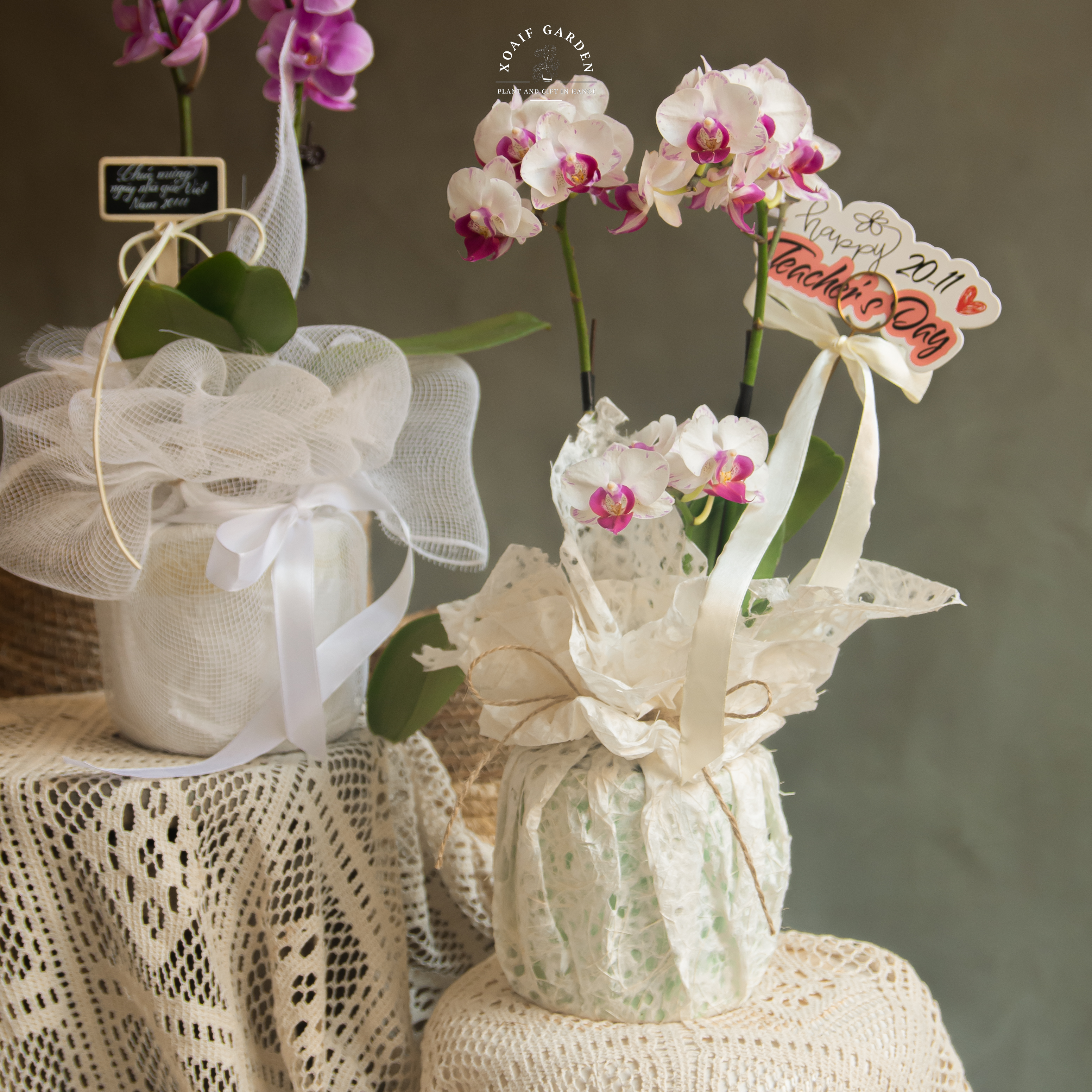 SET QUÀ TẶNG HOA LAN HỒ ĐIỆP GÓI GIẤY ( LƯỚI)_thumbnail_4
