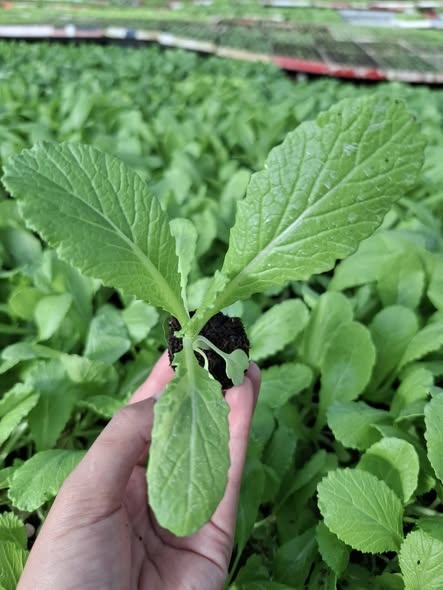 Cải dưa ( cải sậy )_thumbnail_4