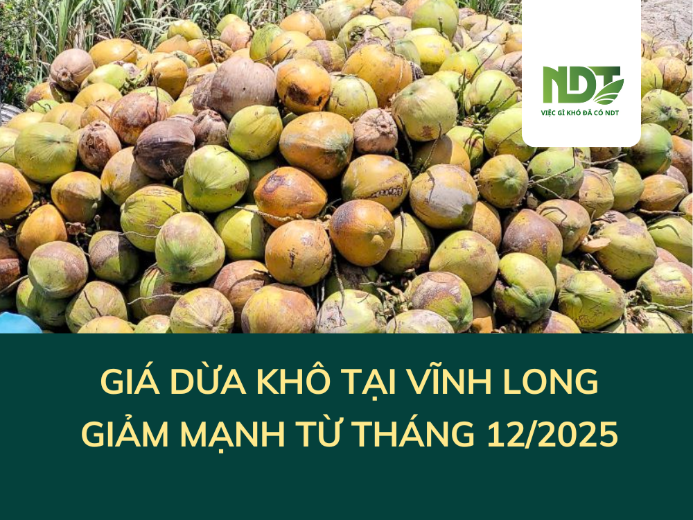 Giá Dừa Khô Vĩnh Long 'Lao Dốc' Giảm Sâu 180.000 Đồng/Chục: Nhà Vườn Thất Thu Nặng