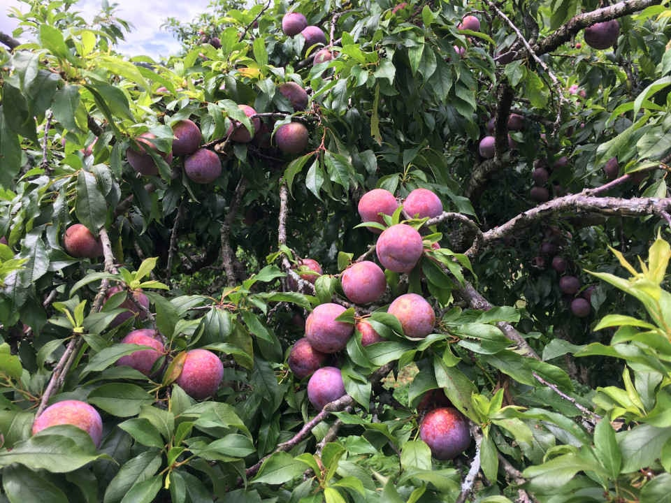 Mận Hậu_thumbnail_4