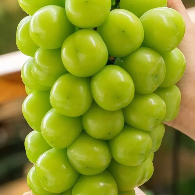 Nho Sữa - Đài Loan_thumbnail_3