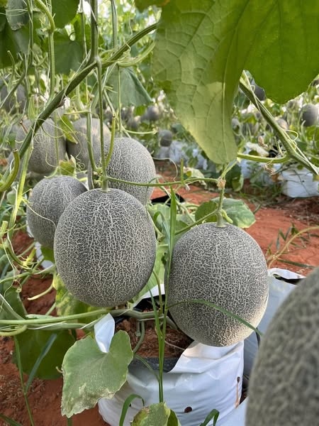 Dưa lưới mật Thiên An_thumbnail_3