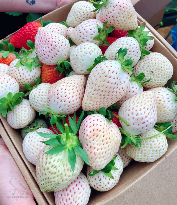 Dâu Bạch Tuyết_thumbnail_1