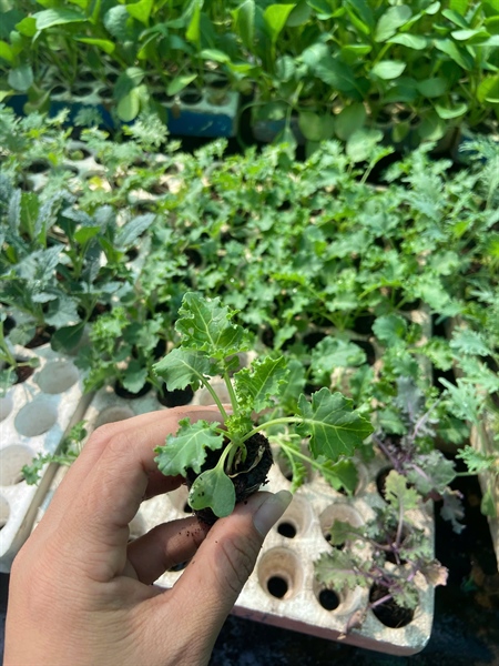 Combo 10 cây giống Kale xoăn Việt
