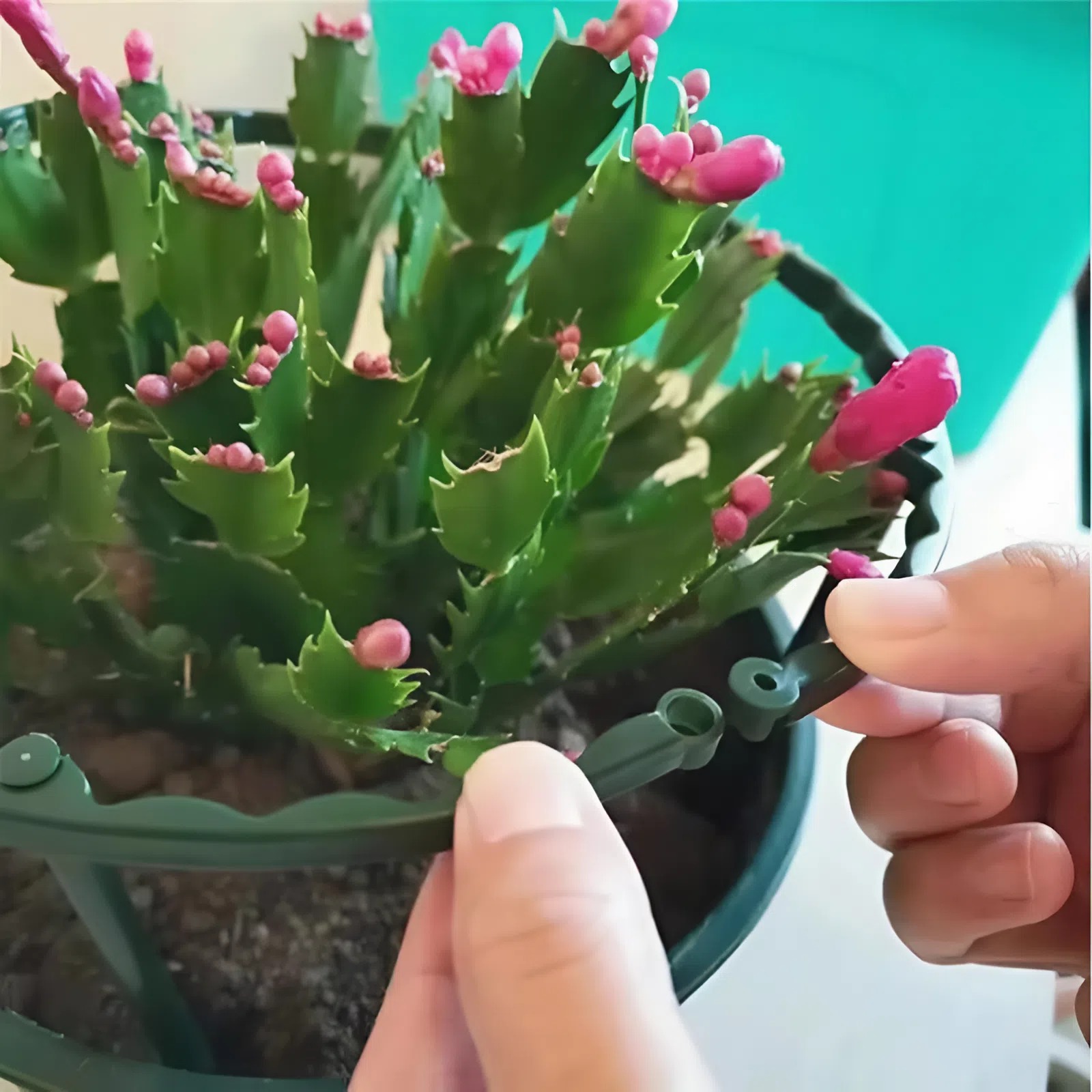 Khung Đỡ Bảo Vệ Cây_thumbnail_5