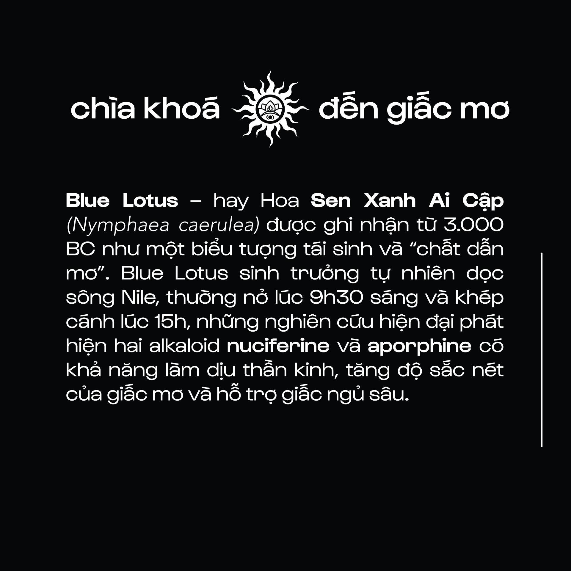 Blue Lotus - Sen Xanh Ai Cập - Cánh hoa lặt thủ công - Nguyên Liệu Thô | Hoa Khô_thumbnail_6