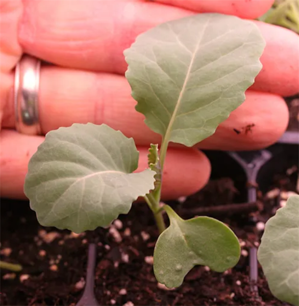 Bắp cải bao tử