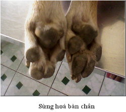 Bệnh Parvo ở chó: Nguyên nhân, Dấu hiệu & Cách chữa trị