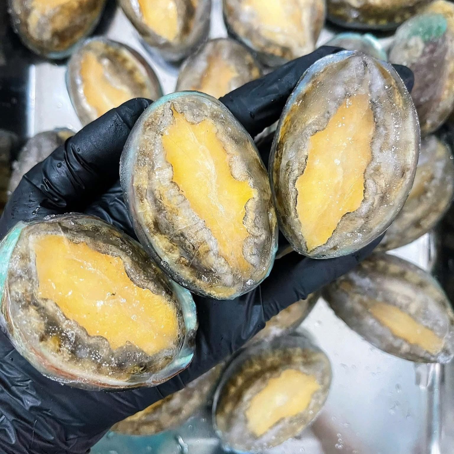 Bào Ngư Đông Lạnh Abalone_thumbnail_1
