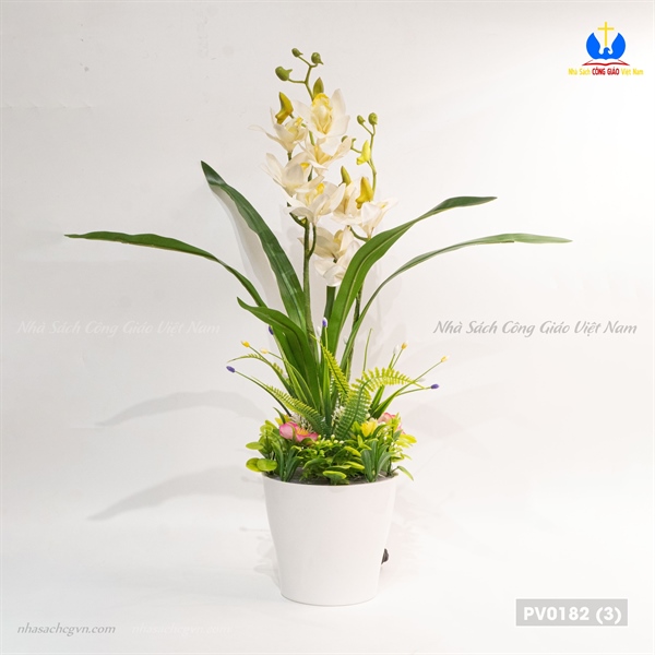 Hoa địa lan_thumbnail_3