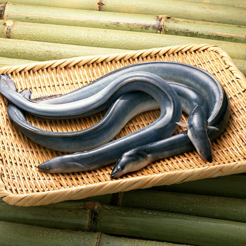 Cá chình Thiên nhiên - Hàng Tuyển chọn Loại 1