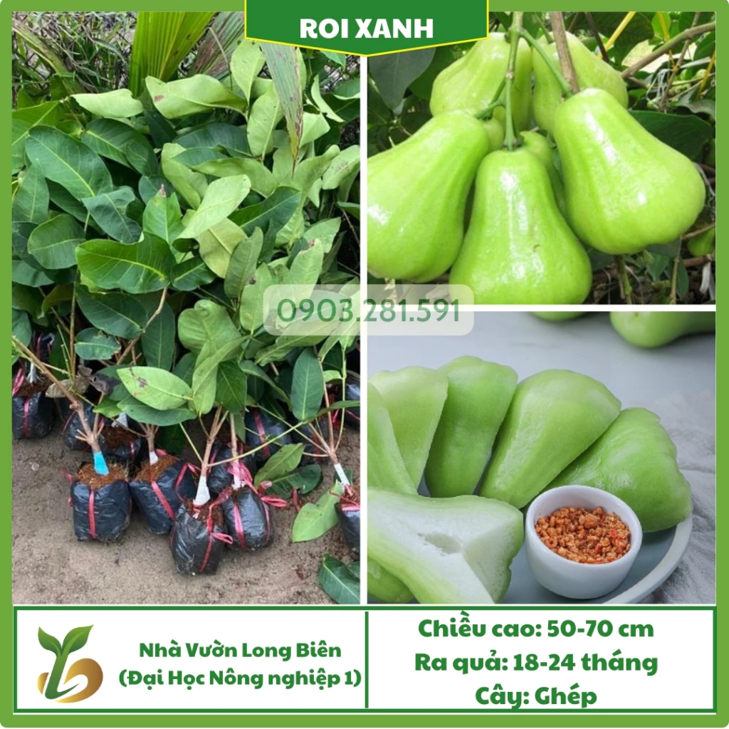 Roi Xanh