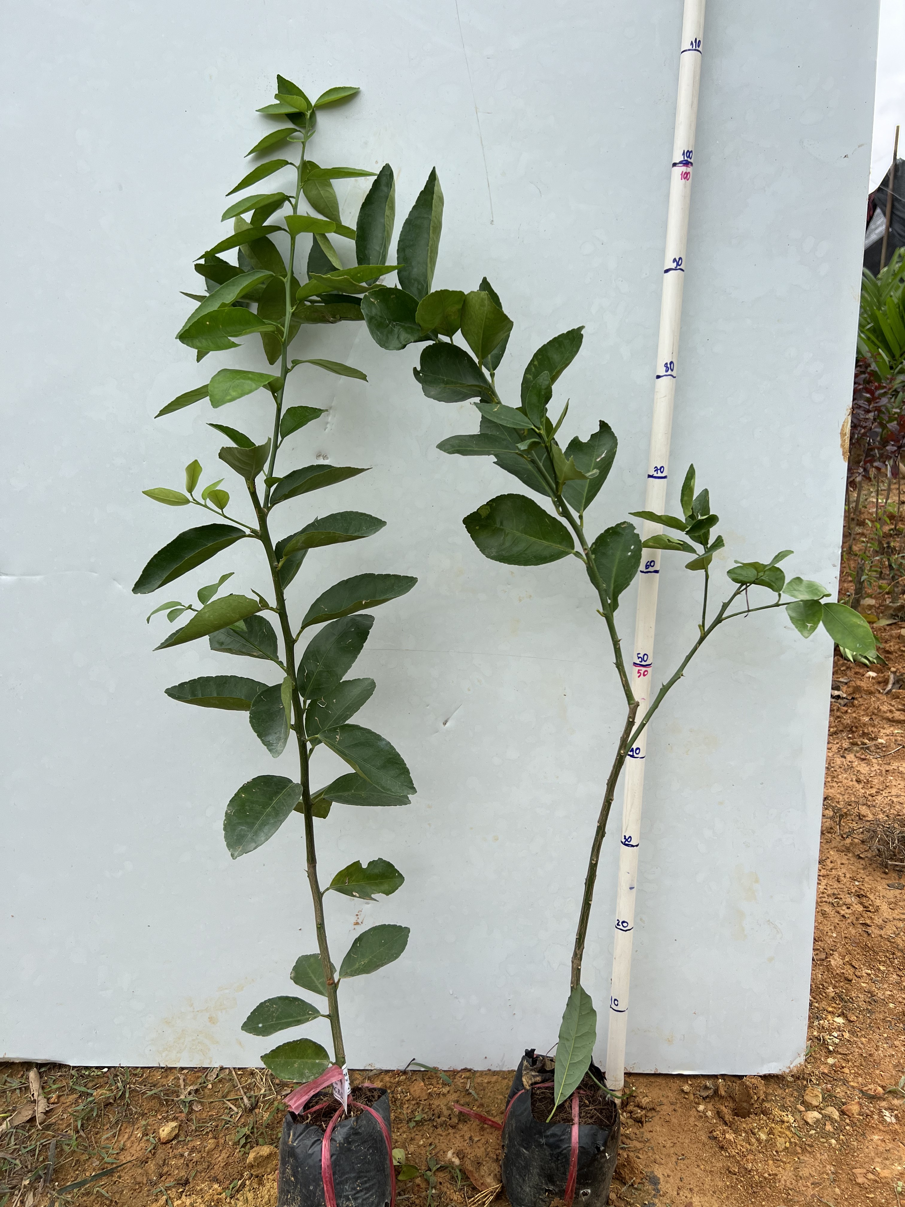 Chanh không hạt cao 40-55cm PT54 CALATA