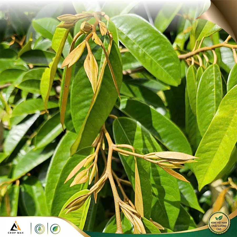 BUDMAX – Siêu hấp thu, bật rễ mạnh, cây xanh bền_thumbnail_5