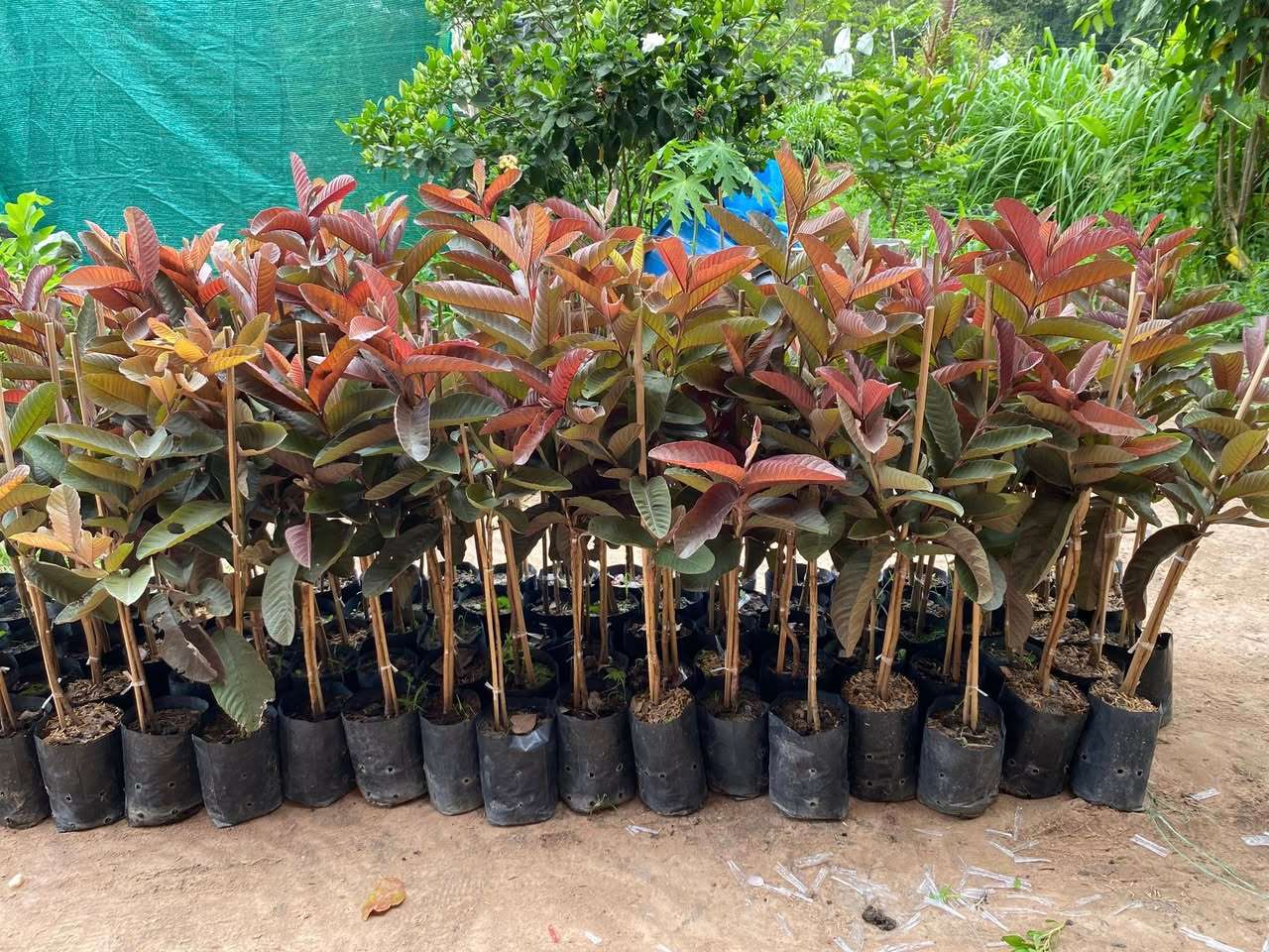 Ổi Sisaket 3 ghép cành cao 45-60cm OSK-01 CALATA