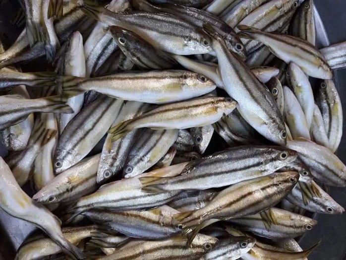 Cá ong hương Đánh bắt trong ngày - Giao sống Tận nơi