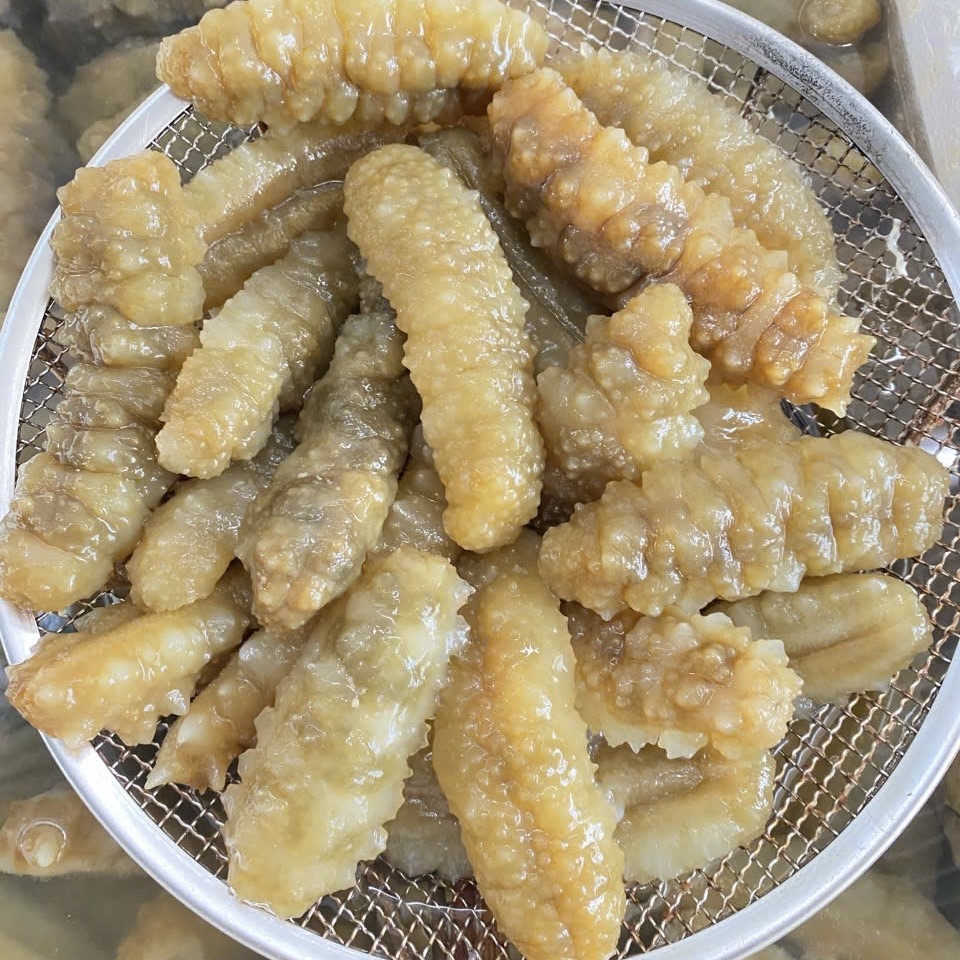 Hải Sâm Gai Vàng_thumbnail_3