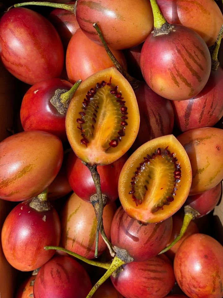 Cà Chua Thân Gỗ Tamarillo_thumbnail_0