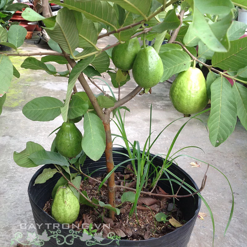 Ổi Đài Loan_thumbnail_2