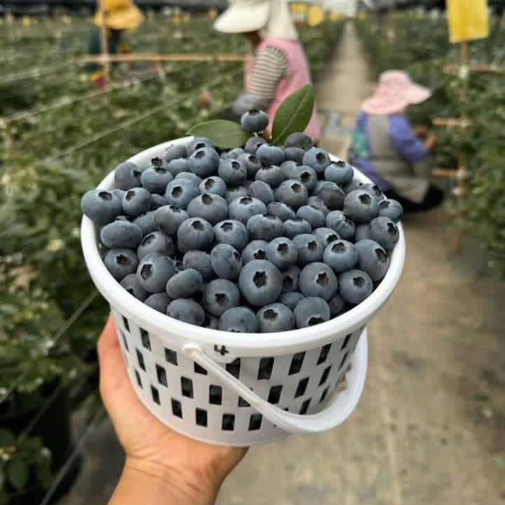 Việt Quất_thumbnail_4
