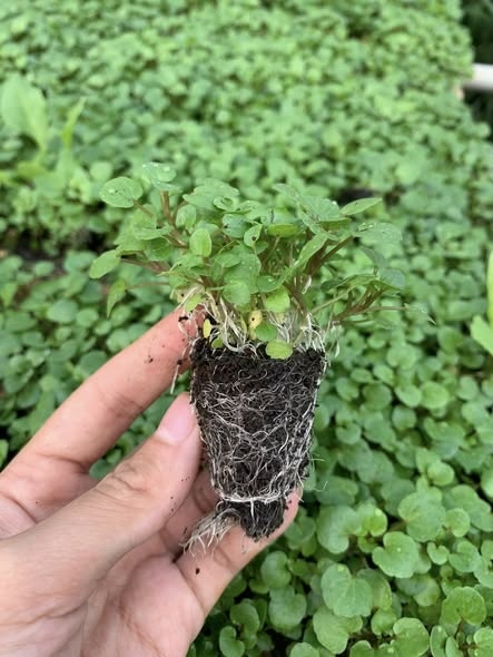 Combo 10 cây giống Cải xoong_thumbnail_2