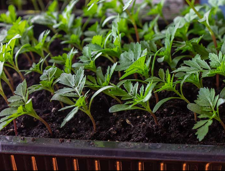 Cúc vạn thọ pháp đại