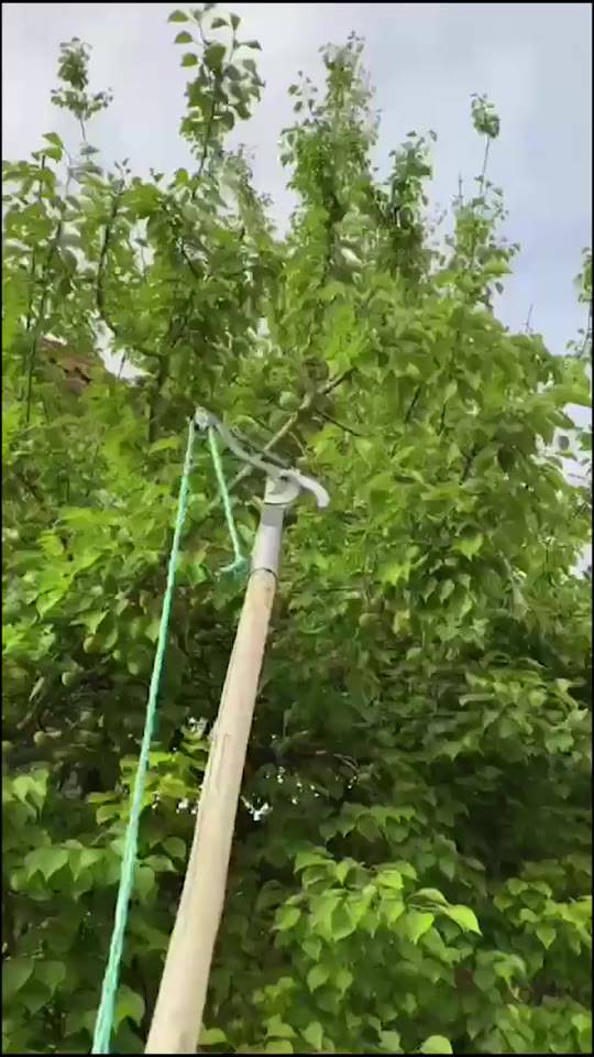 Đầu Kéo Cắt Cành Cây Trên Cao, Tỉa Cây Cảnh, Hái Hoa Quả_thumbnail_2