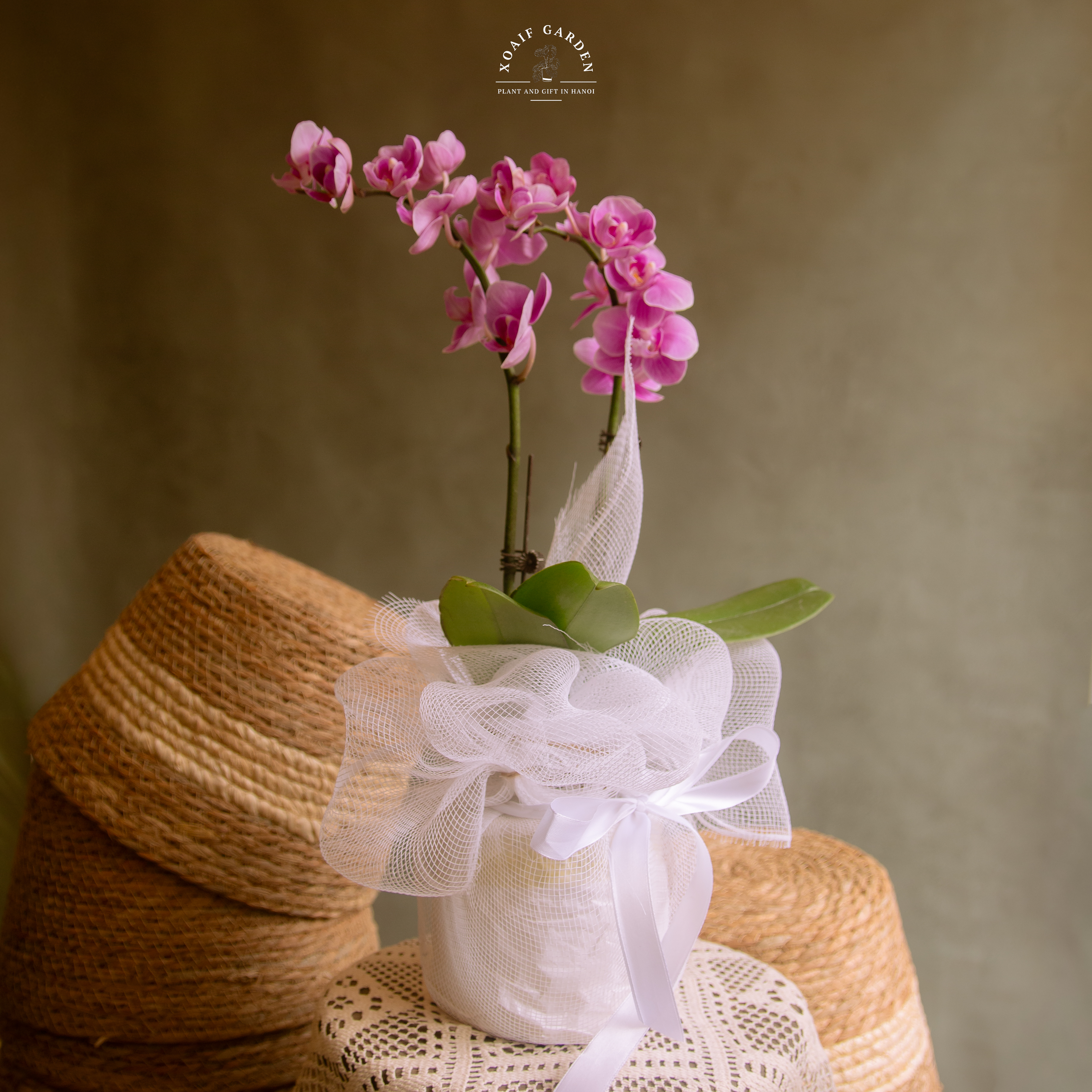 SET QUÀ TẶNG HOA LAN HỒ ĐIỆP GÓI GIẤY ( LƯỚI)_thumbnail_2