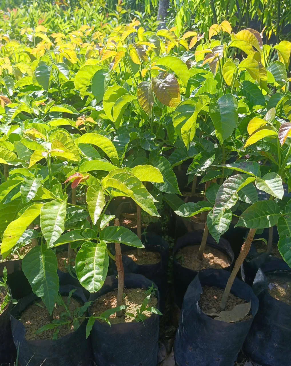 Santo ngọt cây cao 30-40cm STN-01 CALATA_thumbnail_3