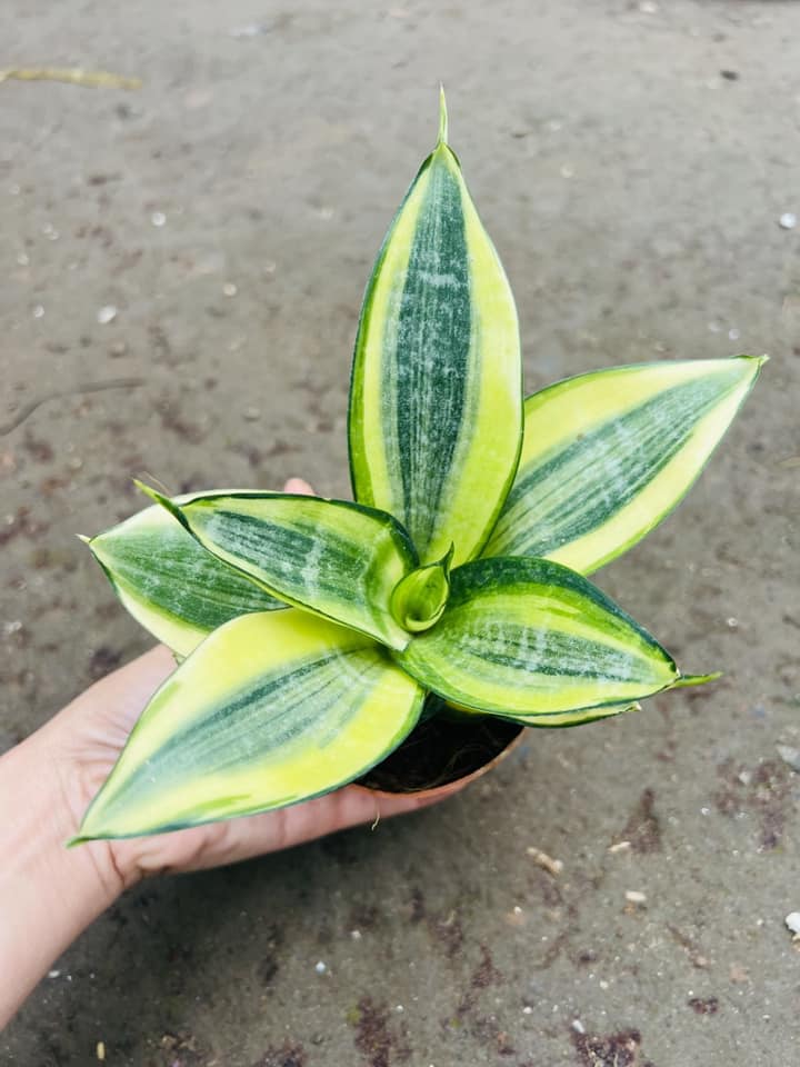 LƯỠI HỔ