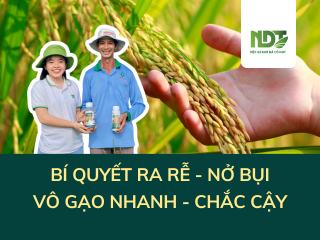 BÍ QUYẾT GIẢM 40% PHÂN BÓN, LÚA KHỎE ĐẸP, NĂNG SUẤT VƯỢT TRỘI CỦA NHÀ NÔNG SỰ Ở ĐỒNG THÁP