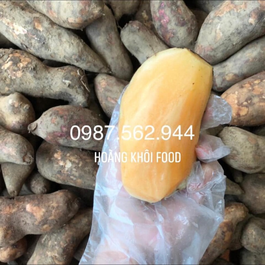 Khoai Sâm Đất (Y Tý)_thumbnail_0