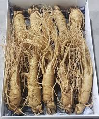 Sâm thân dài 10 củ 1kg