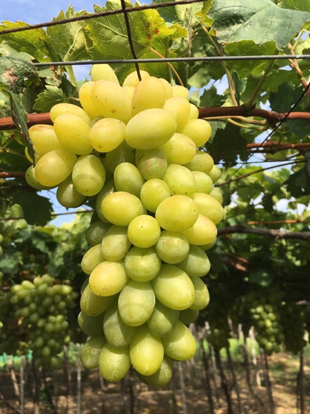 Nho xanh Ninh Thuận
