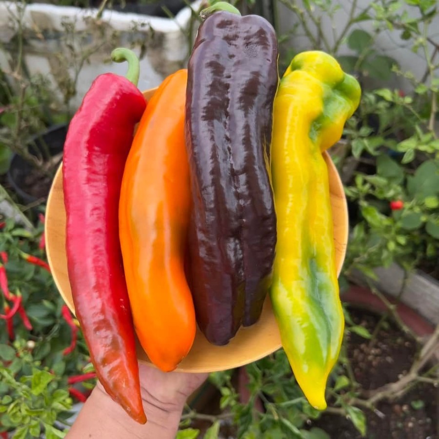 Ớt Ngọt Sweet Palermo