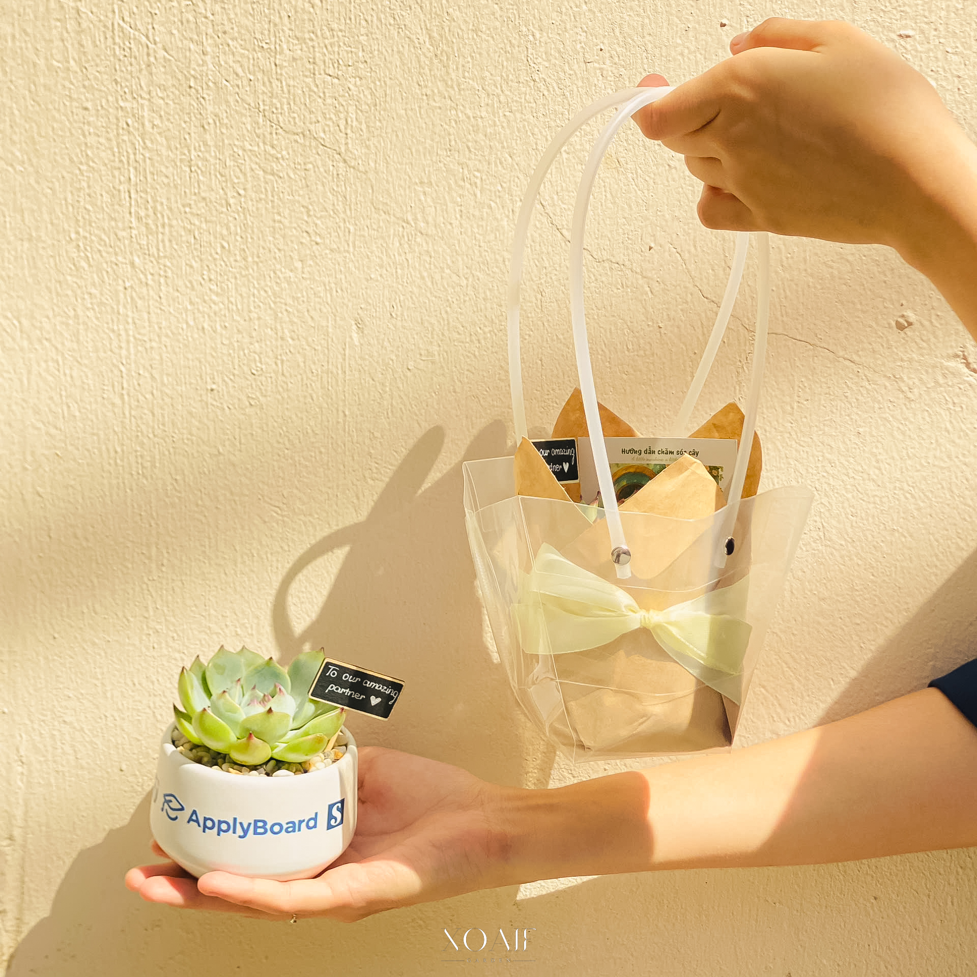 SET QUÀ TẶNG CÂY SEN ĐÁ 8CM