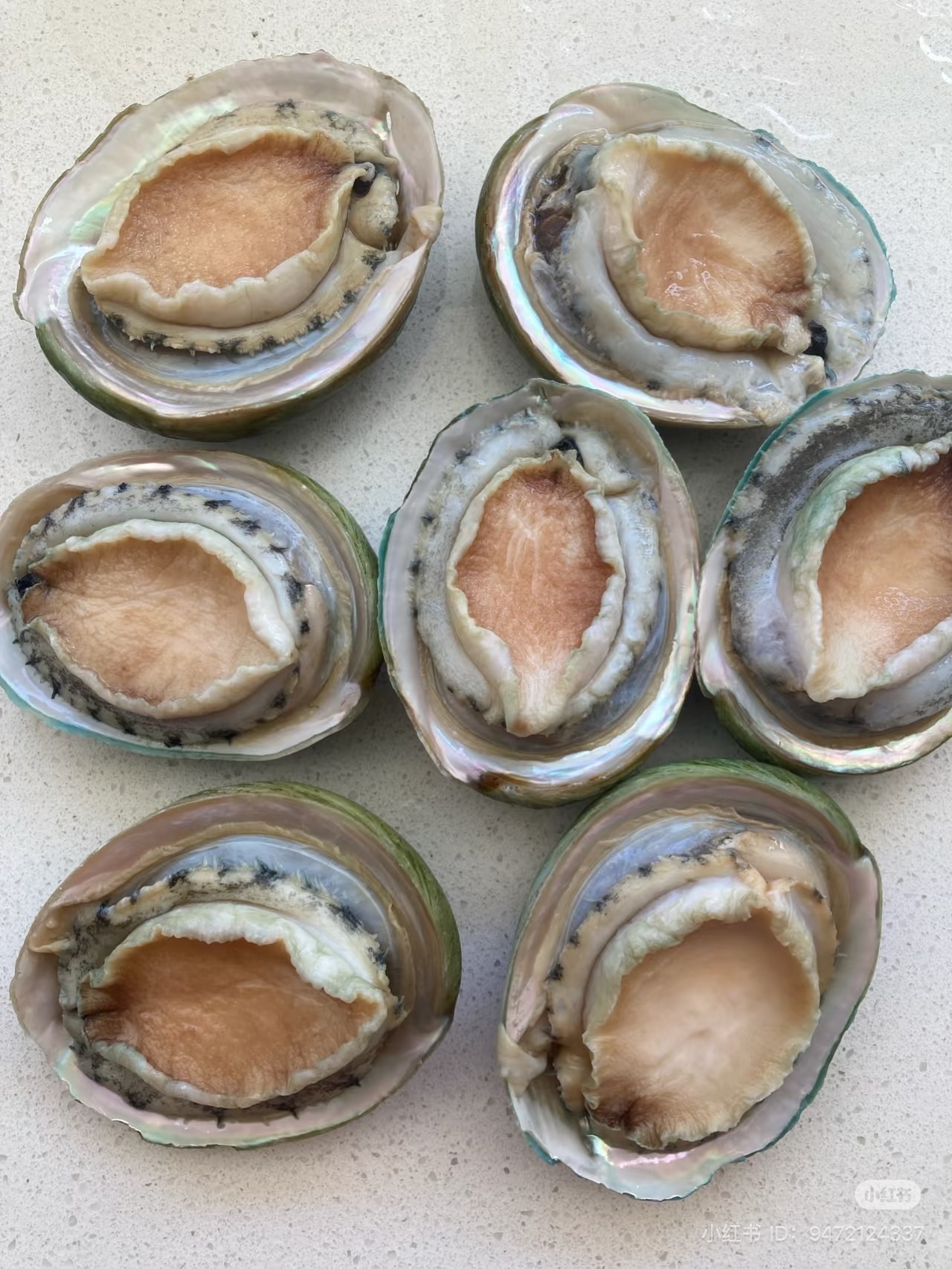 Bào ngư Úc _thumbnail_2