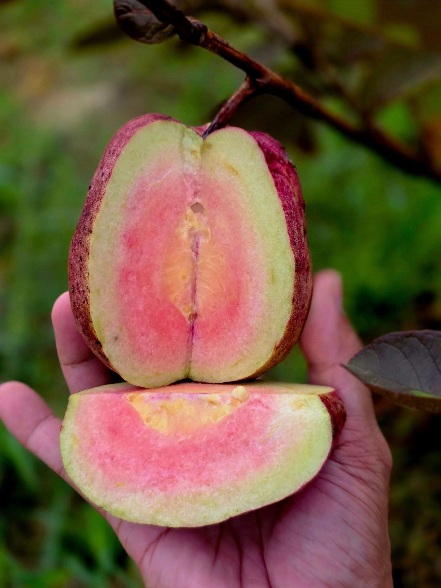 Ổi kim cương loang lổ cây 30-40cm OKC-01 CALATA_thumbnail_1