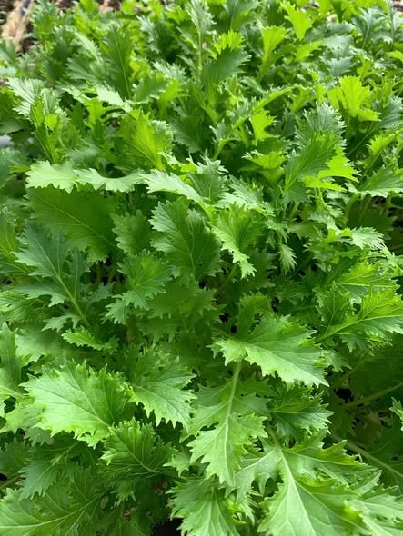 Combo 10 cây giống Cải mizuna xanh_thumbnail_4