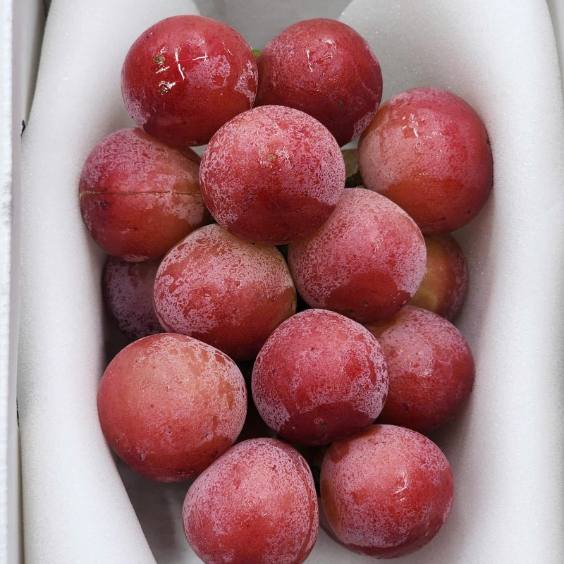 Nho Ruby Roman (Queen NiNa)