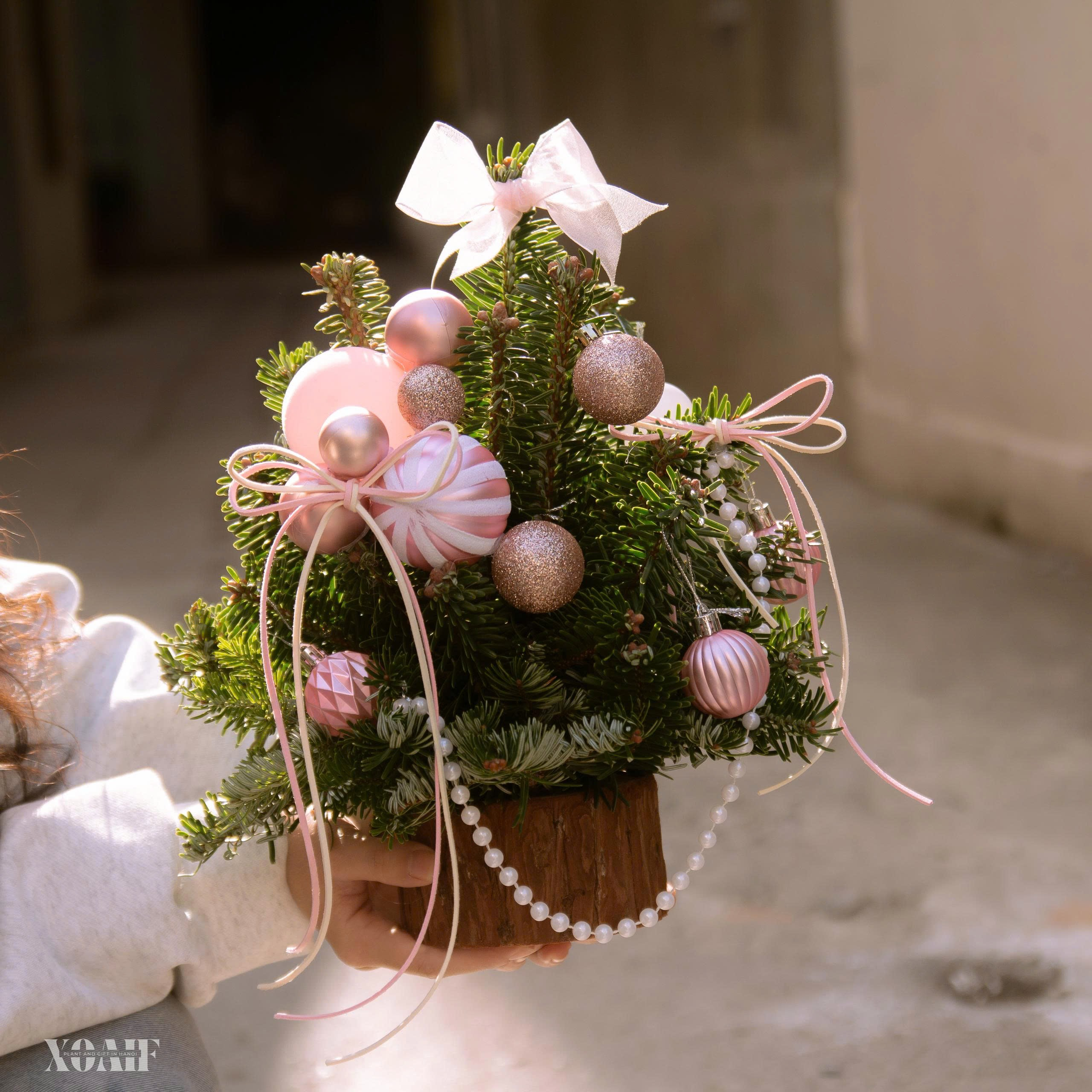 SET THÔNG TƯƠI_thumbnail_4