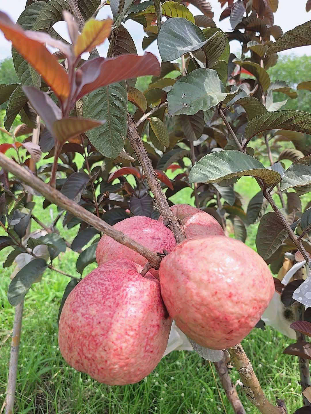 Ổi dâu tây ghép cànhcao 40-60cm ODT-01 CALATA_thumbnail_2