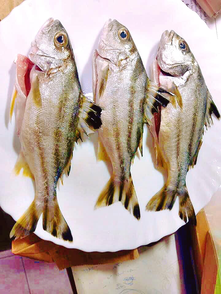 Cá ong bầu Đặc sản Đầm phá Huế - Nuôi trồng Đạt chuẩn Hữu cơ_thumbnail_3