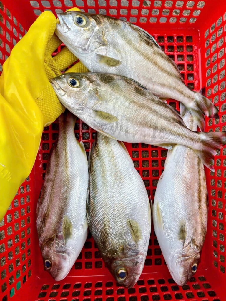 Cá ong bầu Đặc sản Đầm phá Huế - Nuôi trồng Đạt chuẩn Hữu cơ_thumbnail_6