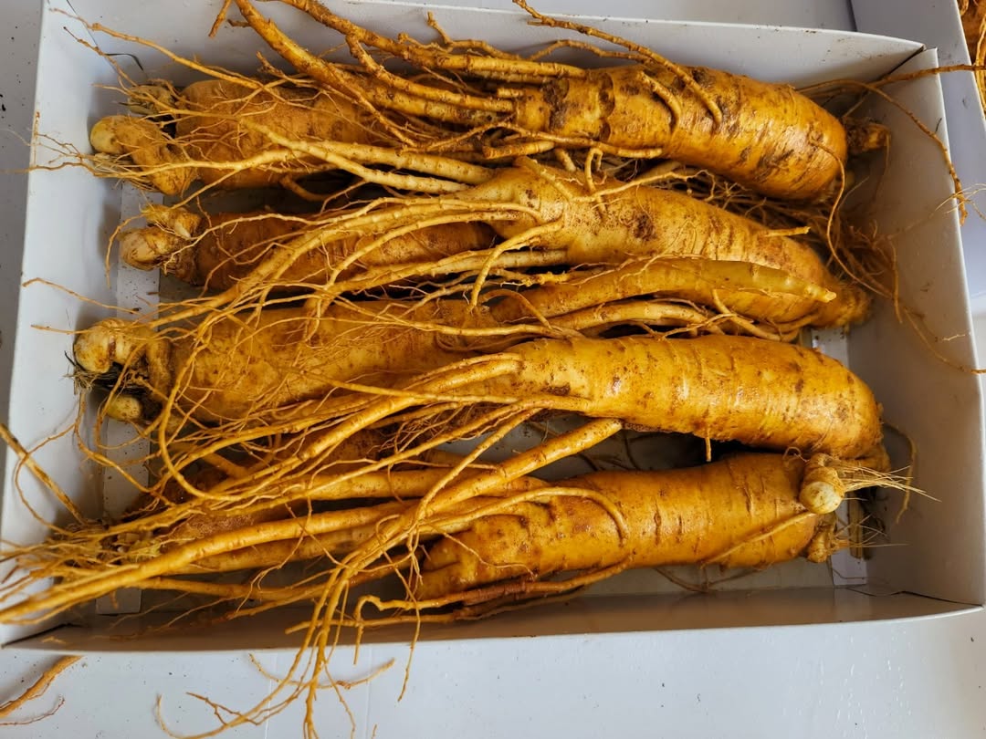 Sâm gãy rễ 7 củ 1kg