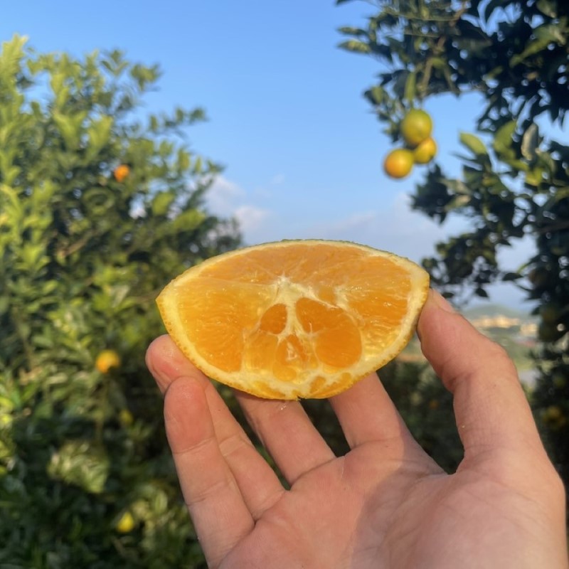 Cam Navel Mộc Châu (Loại 1)_thumbnail_2