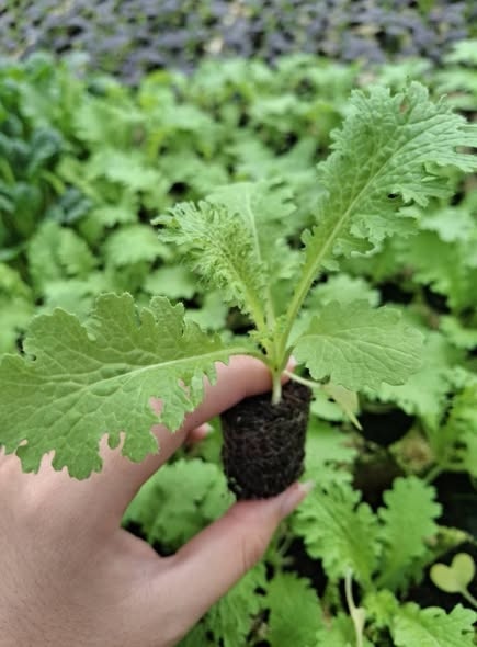 Combo 10 cây giống Cải wasabi_thumbnail_4