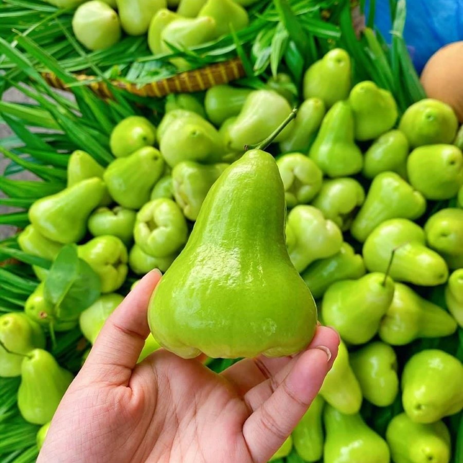 Mận Tam Hoa_thumbnail_1