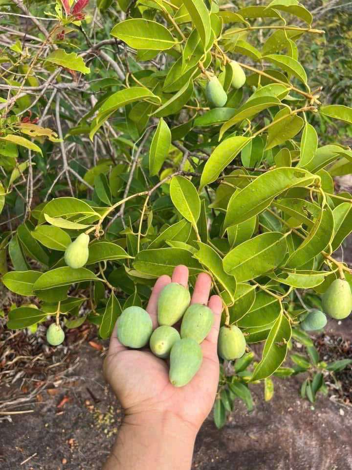 Trâm xanh cây cây cao 65-80cm TX-01 CALATA_thumbnail_2